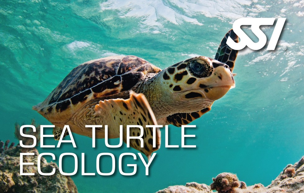 Sea-Turtle-Ecology.jpg